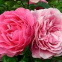 R_Leonard de vinci_CM04 (2)
